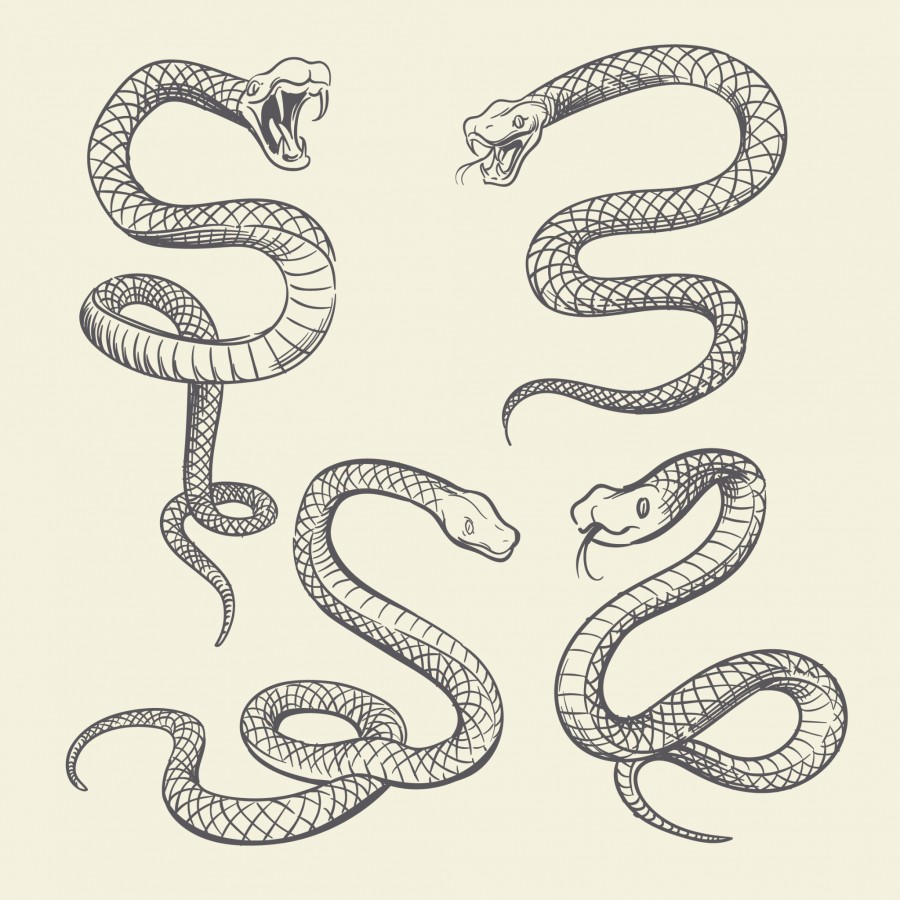 Quelle est la signification du serpent en tatouage ? Quelle est la signification du serpent en tatouage ?